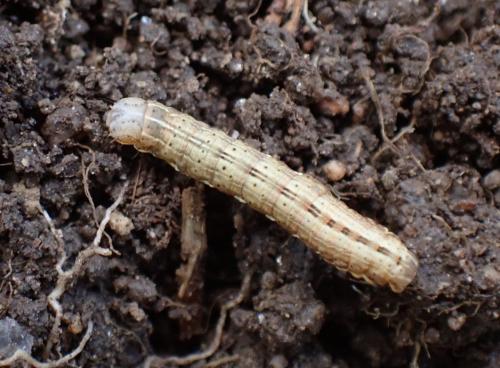 Réf. 292 882 : Thalpophila matura